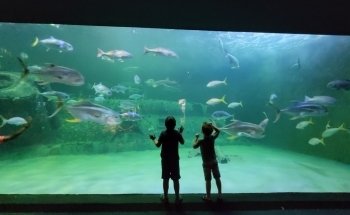 East pond lookout at Pine Knoll Shores Aquarium
