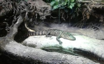East pond lookout at Pine Knoll Shores Aquarium