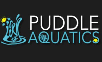 Puddle Aquatics