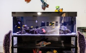 California Custom Aquariums