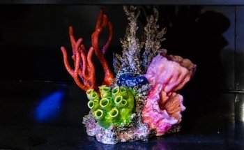 California Custom Aquariums