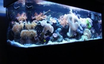 California Custom Aquariums
