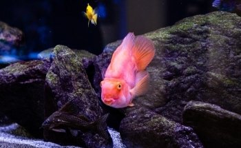 California Custom Aquariums