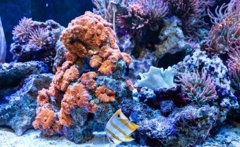 California Custom Aquariums