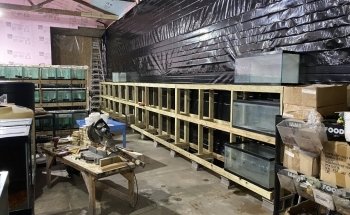 PJS Peces Tropicales