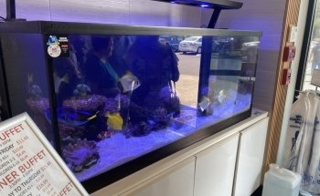 Mantenimiento de Acuarios Clean Sharks