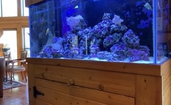 Clean Sharks Aquarium Maintenance