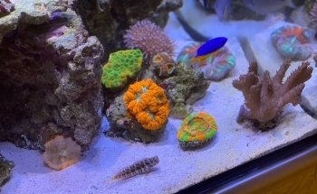 Clean Sharks Aquarium Maintenance