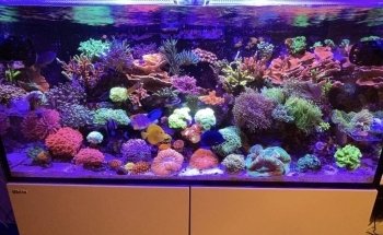 Clean Sharks Aquarium Maintenance