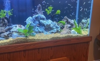 Clean Sharks Aquarium Maintenance