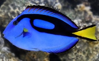 Clean Sharks Aquarium Maintenance