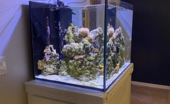 Clean Sharks Aquarium Maintenance