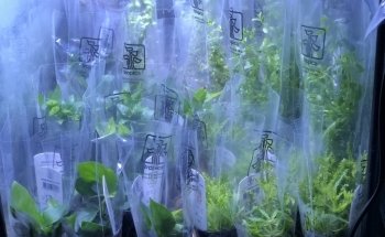 Aquascape Supply Co.