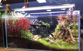 Aquascape Supply Co.