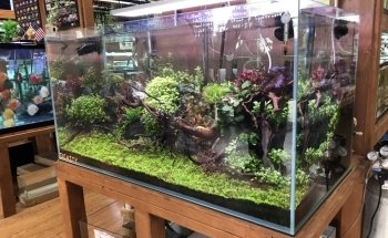 Aquascape Supply Co.