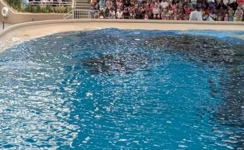 Dolphin Shows