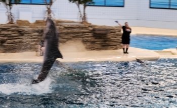 Dolphin Shows
