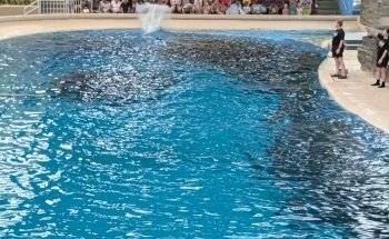 Dolphin Shows