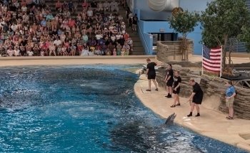 Dolphin Shows