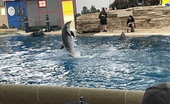 Dolphin Shows