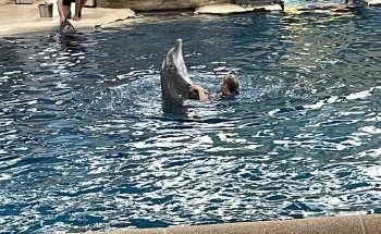 Dolphin Shows