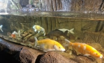 Ecomuseum Fluviarium of Liérganes