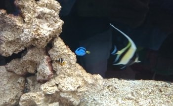 Acuario PezPass