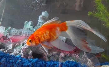 Acuario PezPass