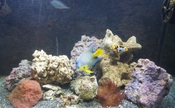 Acuario PezPass