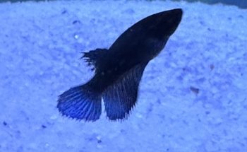 Acuario PezPass