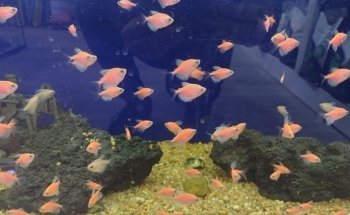 Acuario PezPass