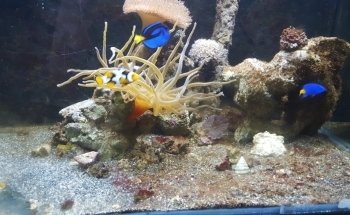 Acuario PezPass