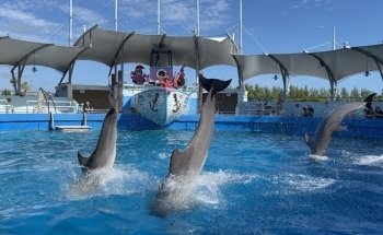 Top Deck Dolphin Show