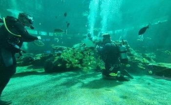 Top Deck Dolphin Show