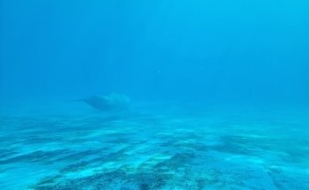 Top Deck Dolphin Show