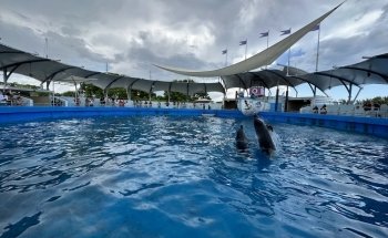 Top Deck Dolphin Show
