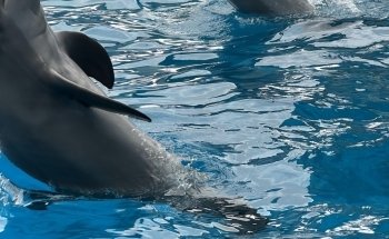 Top Deck Dolphin Show