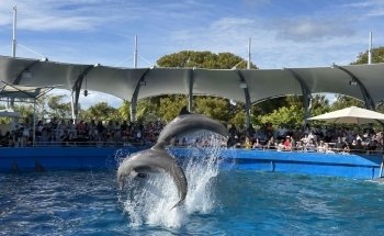 Top Deck Dolphin Show