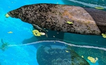 Top Deck Dolphin Show