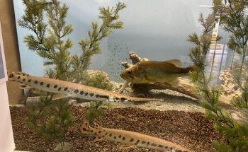 Estación de Pesca de Cape Vincent