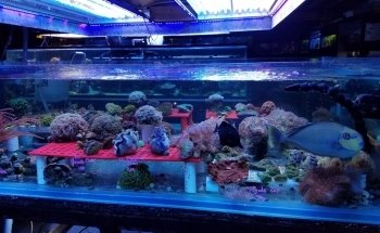 Alaska Coral & Fish