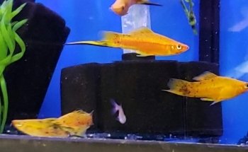Alaska Coral & Fish