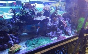 Alaska Coral & Fish