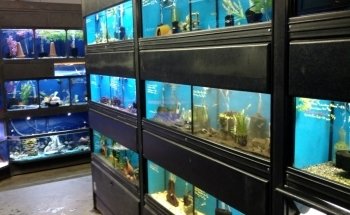 Alaska Coral & Fish