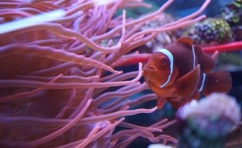 Alaska Coral & Fish