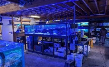 Alaska Coral & Fish