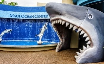 Maui Ocean Center, The Aquarium of Hawaii