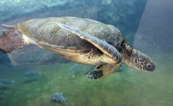 Maui Ocean Center, The Aquarium of Hawaii