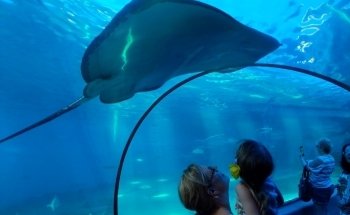Maui Ocean Center, The Aquarium of Hawaii
