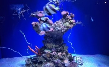Maui Ocean Center, The Aquarium of Hawaii